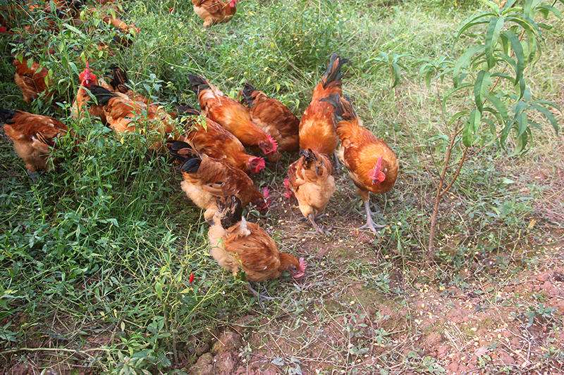 生(shēng)産基地(dì)