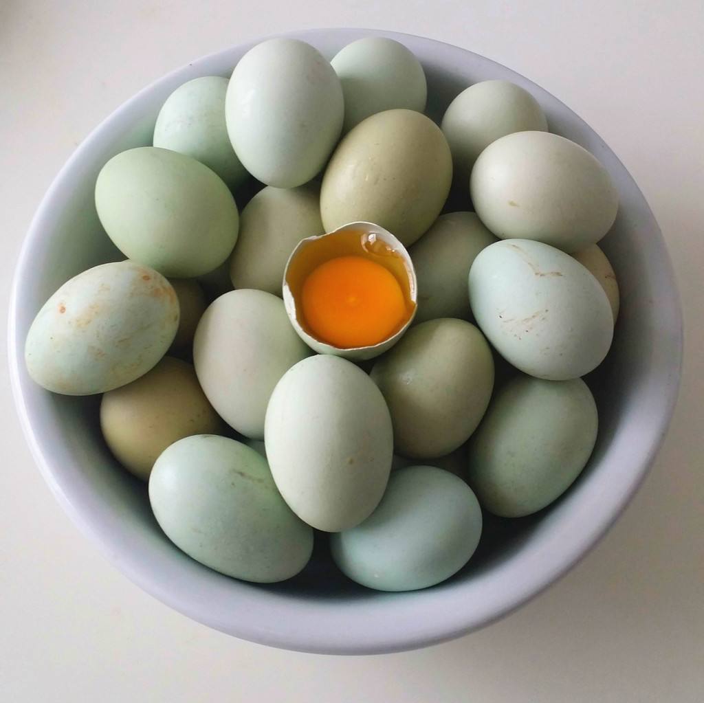 青殼土(tǔ)雞蛋