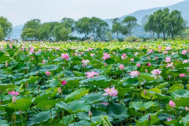 種植養殖基地(dì)